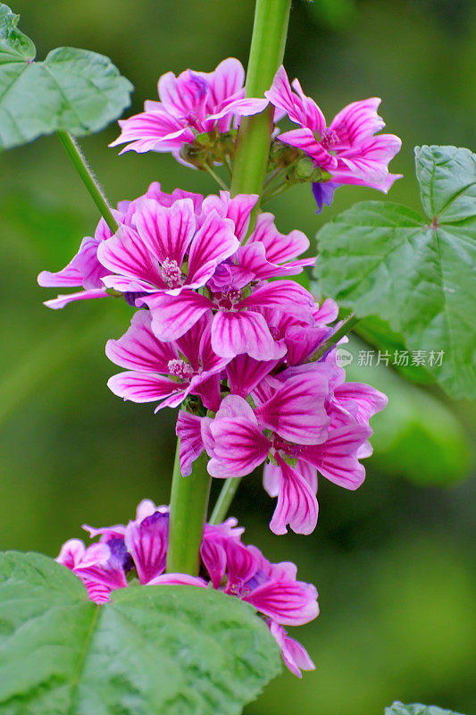 通常是Mallow / Malva Mauritiana / Malva Sylvestris